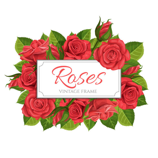 Red rose vector illustration frame Red rose flower vector illustration in vintage style frame isolated on white background. bed of roses stock illustrations