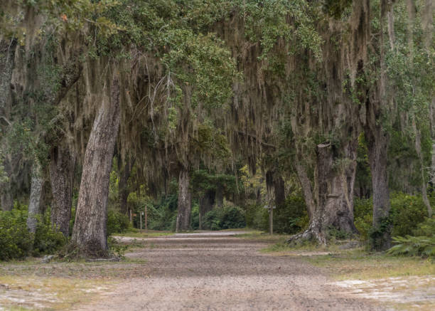 istock Live Oak Over  Gravel Road 868519854