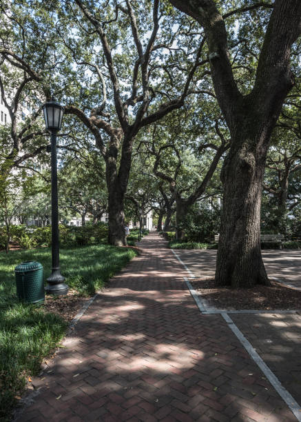 istock Live Oak Trees and Brick Path in Savannah 868520018