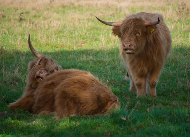 istock Big hairy brown yak bull resting on green meadow 868522358