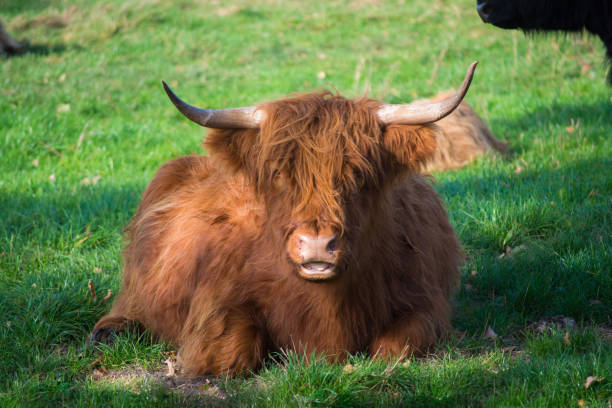 istock Big hairy brown yak bull resting on green meadow 868522422