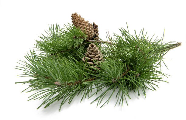 istock branch of pine with cones isolated 868522438