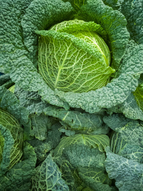 istock Winter green healthy vegetable, fresh savoy cabbage, new harvest 868522586