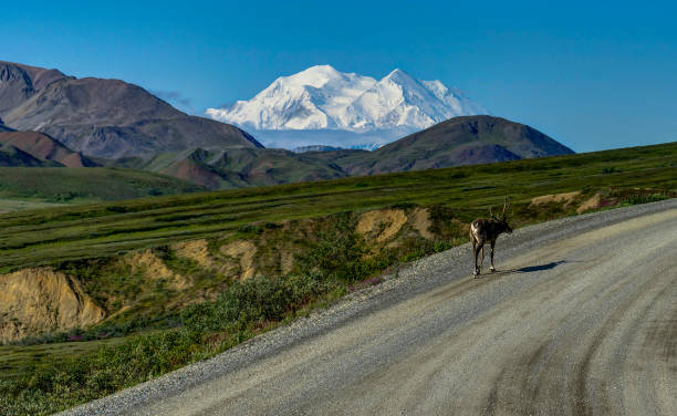 caribou en la calle vacía en frente del monte denali ex monte mc - girdwood fotografías e imágenes de stock