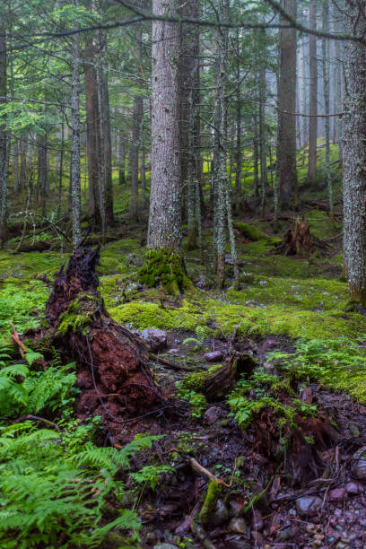 istock Mossy Forest Floor on Foggy Day 868523744