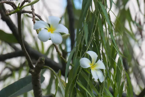 Photo of Popular white and yellow Plumeria flowers growing in a garden.