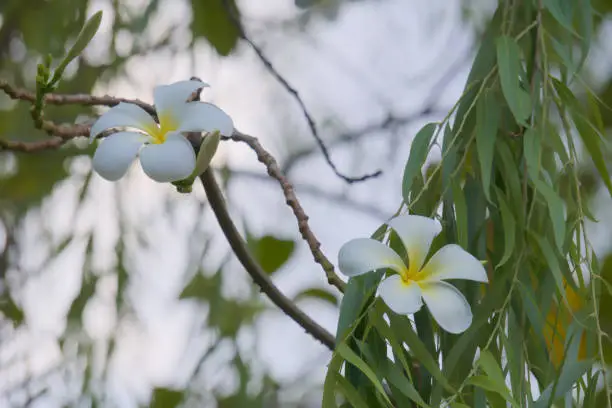 Photo of Popular white and yellow Plumeria flowers growing in a garden.