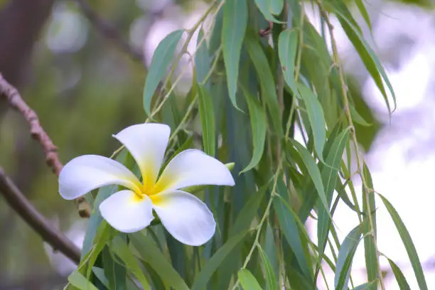 Photo of Popular white and yellow Plumeria flower growing in a garden.