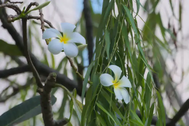 Photo of Popular white and yellow Plumeria flowers growing in a garden.