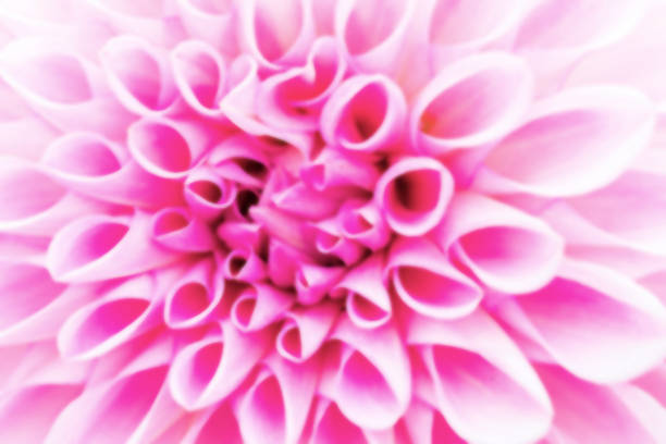 istock Textures beautiful flower in soft style for background. 868526976