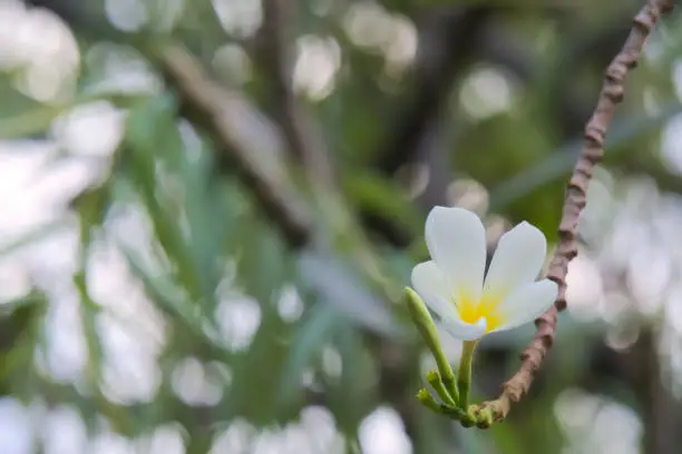 Photo of Popular white and yellow Plumeria flower growing in a garden.