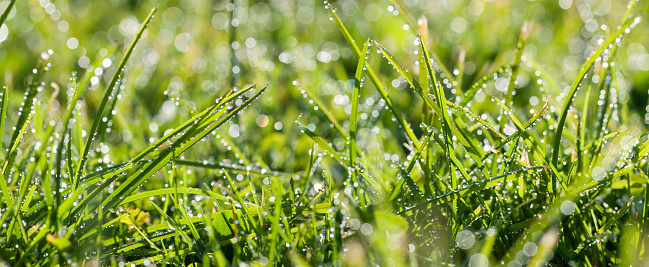 Grass and Lens Flare