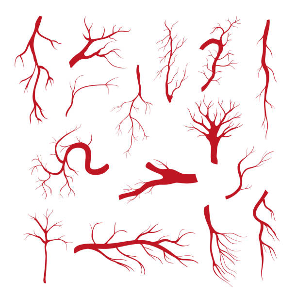 Set of blood vessels - modern vector isolated clip art Set of blood vessels - modern vector isolated clip art on white background. Human eye veins, arteries, capillaries. Use this high quality collection on biology, anatomy lessons blood vessel stock illustrations