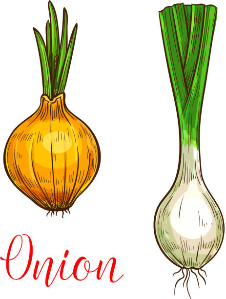 ilustrações, clipart, desenhos animados e ícones de vetor de alho-poró cebola sketch ícone vegetal - chive onion spring onion garlic