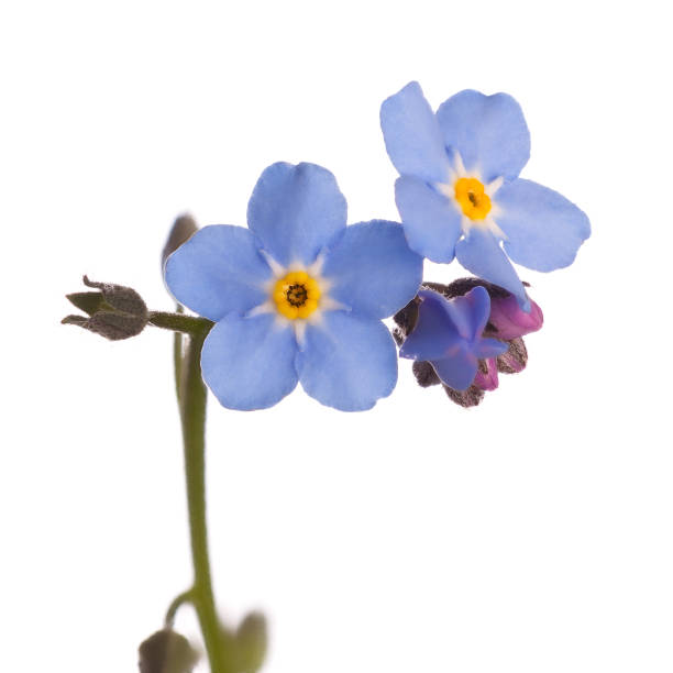 istock Flower bud blossoms Forget-me-nots isolated on white background. 868530792