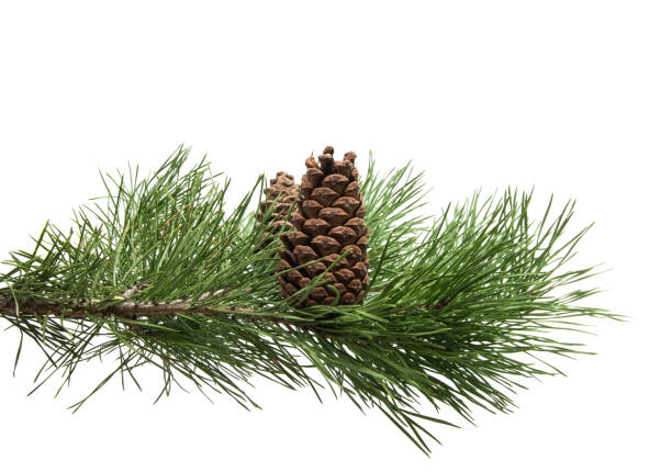 istock branch of pine with cones isolated 868530968