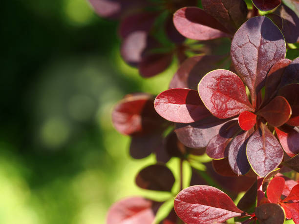 ramas de agracejo con hojas rojas iluminadas por el sol. fondo de verano natural. berberis thunbergii, atropurpurea, bagatelle - agracejo rojo fotografías e imágenes de stock