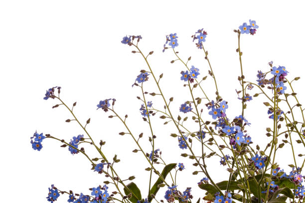 istock Flower bud blossoms Forget-me-nots isolated on white background. 868532794