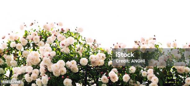 Bushes Of Pink Roses Lit By Bright Sun Fence View From Below Isolated On White Background Flowers And Buds Background Stock Photo - Download Image Now