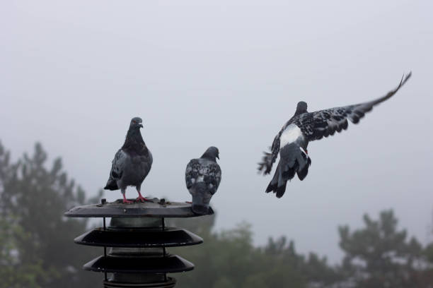 istock Three pigeons are sitting on the lantern and looking away 868536012