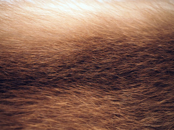 Downy fur, furs. Texture of fluffy beige and white fur fluffy fur, furs mink fur stock pictures, royalty-free photos & images