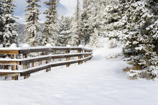 sentiero della foresta innevata fiancheggiato da una recinzione - snow loneliness tree remote foto e immagini stock