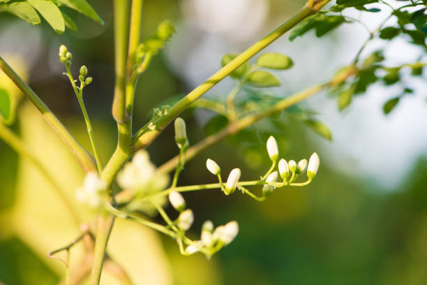 Horse radish or Moringa Oleifera tree flowers. Herb and food