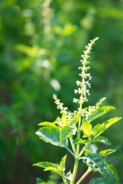 istock Holy Basil leaf or Ocimum sanctum with flower 868540292