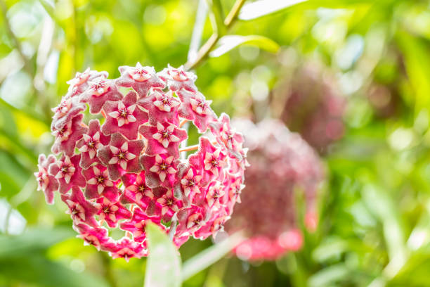 istock Red flowers, Wax plant, Hoya ovalifolia. 868540596