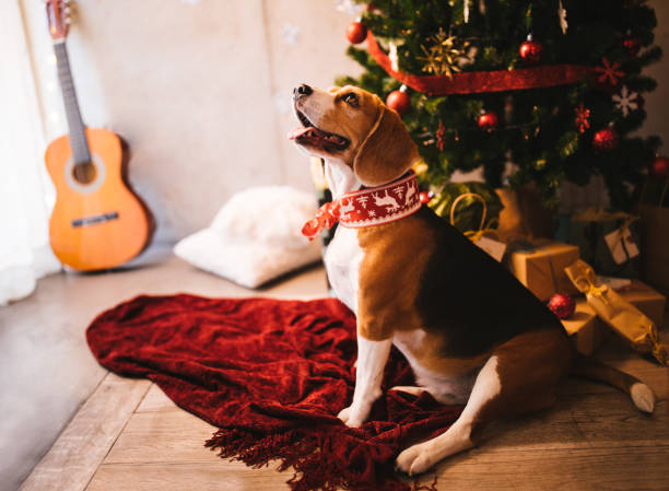 istock Cute dog excited about Christmas sitting under Christmas tree 868540820