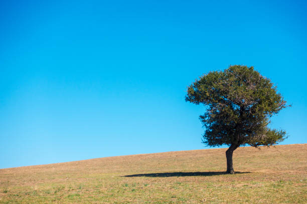 istock Lonely tree in the nature, Ouranoupoli, Greece 868541340