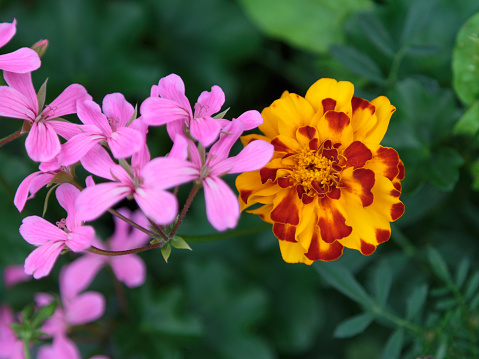 Marigold Flower and Viola Flowers in a Garden, Flowering Plants.