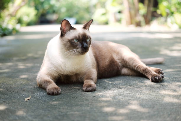 istock Thailand Cat lethargic.Siam cat sit on cement floor. Cat sit on white floor 868546054