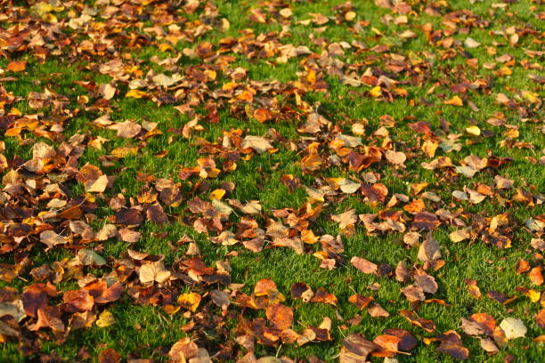 istock Maple leaves, yellow discolored autumn foliage 868547158