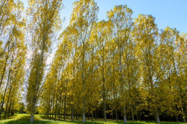 herbstliche sonnenlicht hintergrundbeleuchtung das helle gelbe laub von einem pappelhain in einem wohngebiet - planting tree poplar tree forest stock-fotos und bilder