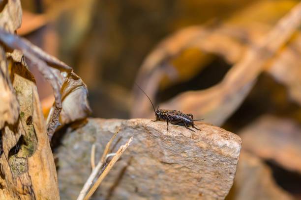 Gryllus campestris - field cricket on rock Gryllus campestris - field cricket on rock. gryllus campestris stock pictures, royalty-free photos & images