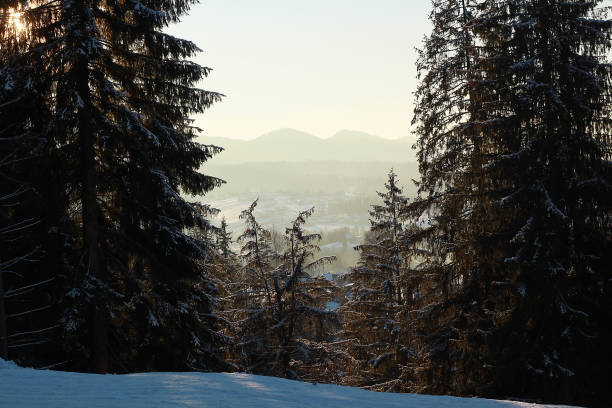 istock Trees in mountains and landscape in haze, winter day 868549178