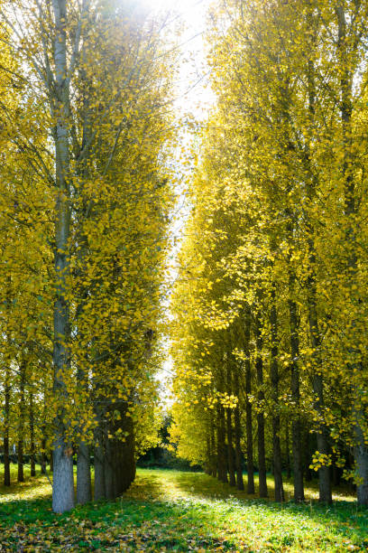ausrichtung der pappeln mit leuchtend gelben blättern in einem wäldchen erleuchtet durch einen herbstlichen sonnenlicht in einem stadtnahen bereich - planting tree poplar tree forest stock-fotos und bilder