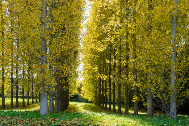 ausrichtung der pappeln mit leuchtend gelben blättern in einem wäldchen erleuchtet durch einen herbstlichen sonnenlicht in einem stadtnahen bereich - planting tree poplar tree forest stock-fotos und bilder