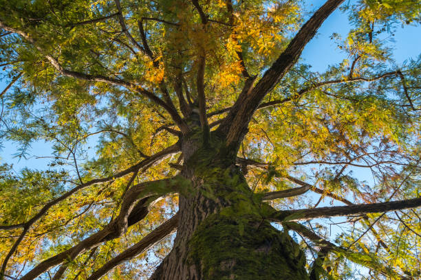 istock swamp cypress branches on the sky, autumn 868555724