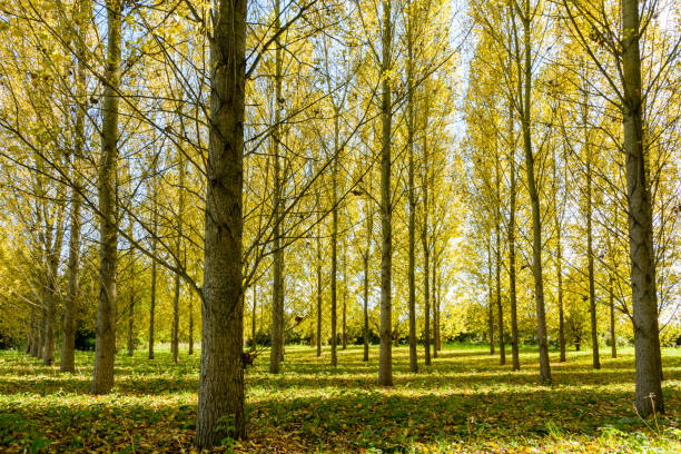 a poplar grove in a residential area in the suburbs of paris, france, illuminated by an autumnal sunlight making the yellow leaves shine bright. - planting tree poplar tree forest imagens e fotografias de stock
