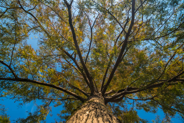 болотные кипарисовые ветви на небе, осень - cypress tree bark tree wood стоковые фото и изображения