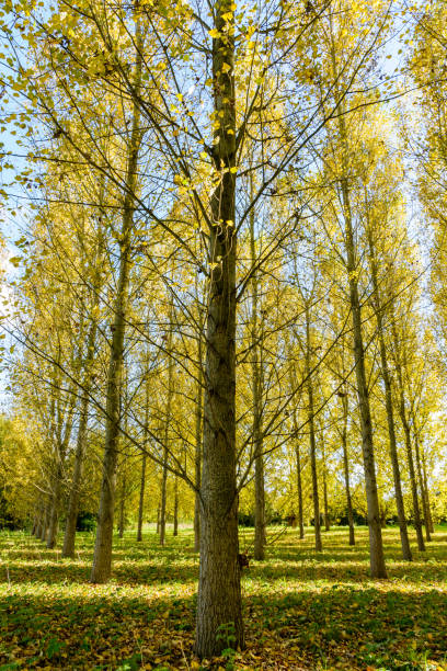 ein pappelhain in einem wohngebiet durch ein automnal sonnenlicht macht die gelbe blätter leuchten hell erleuchtet - planting tree poplar tree forest stock-fotos und bilder