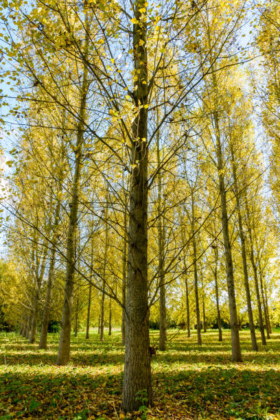 a poplar grove in a residential area in the suburbs of paris, france, illuminated by an autumnal sunlight making the yellow leaves shine bright. - planting tree poplar tree forest imagens e fotografias de stock