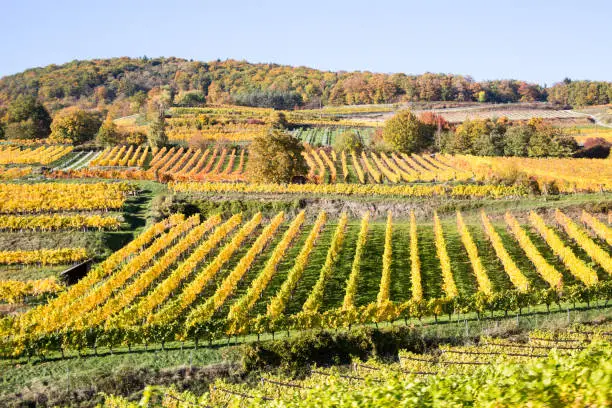 Wachau an der Donau, vineyard in the golden autumn