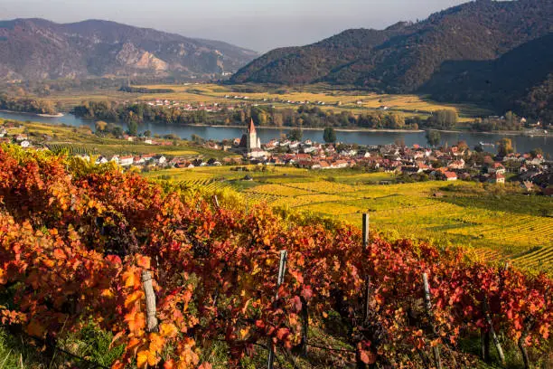 Weissenkirchenan der Donau, vineyard in the golden autumn