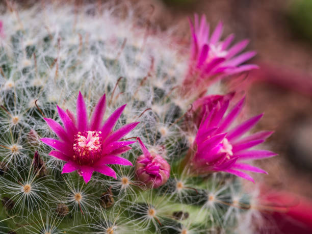 istock The Pink Cactus Flowers Blooming 868569464