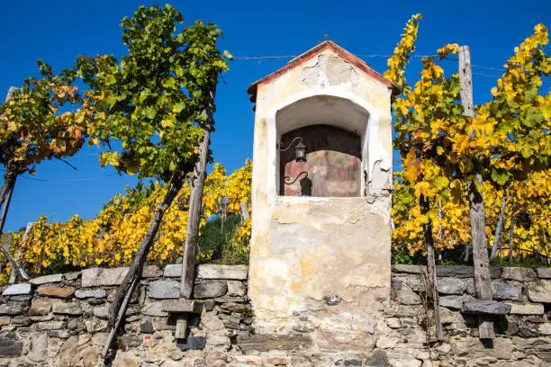 Wachau an der Donau, vineyard in the golden autumn