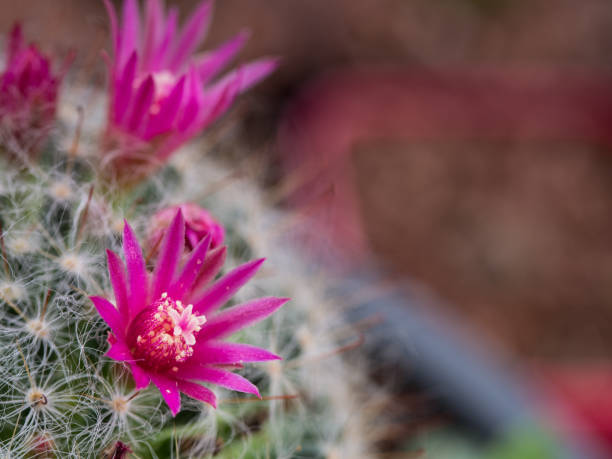 istock The Pink Cactus Flowers Blooming 868569568