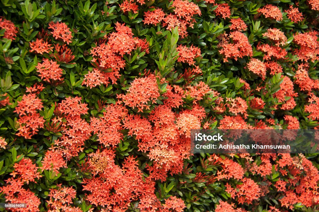 Foto de Textura De Ixora Vermelha Flor Na Árvore Verde e mais fotos de  stock de Beleza - Beleza, Bosque - Floresta, Branco - iStock
